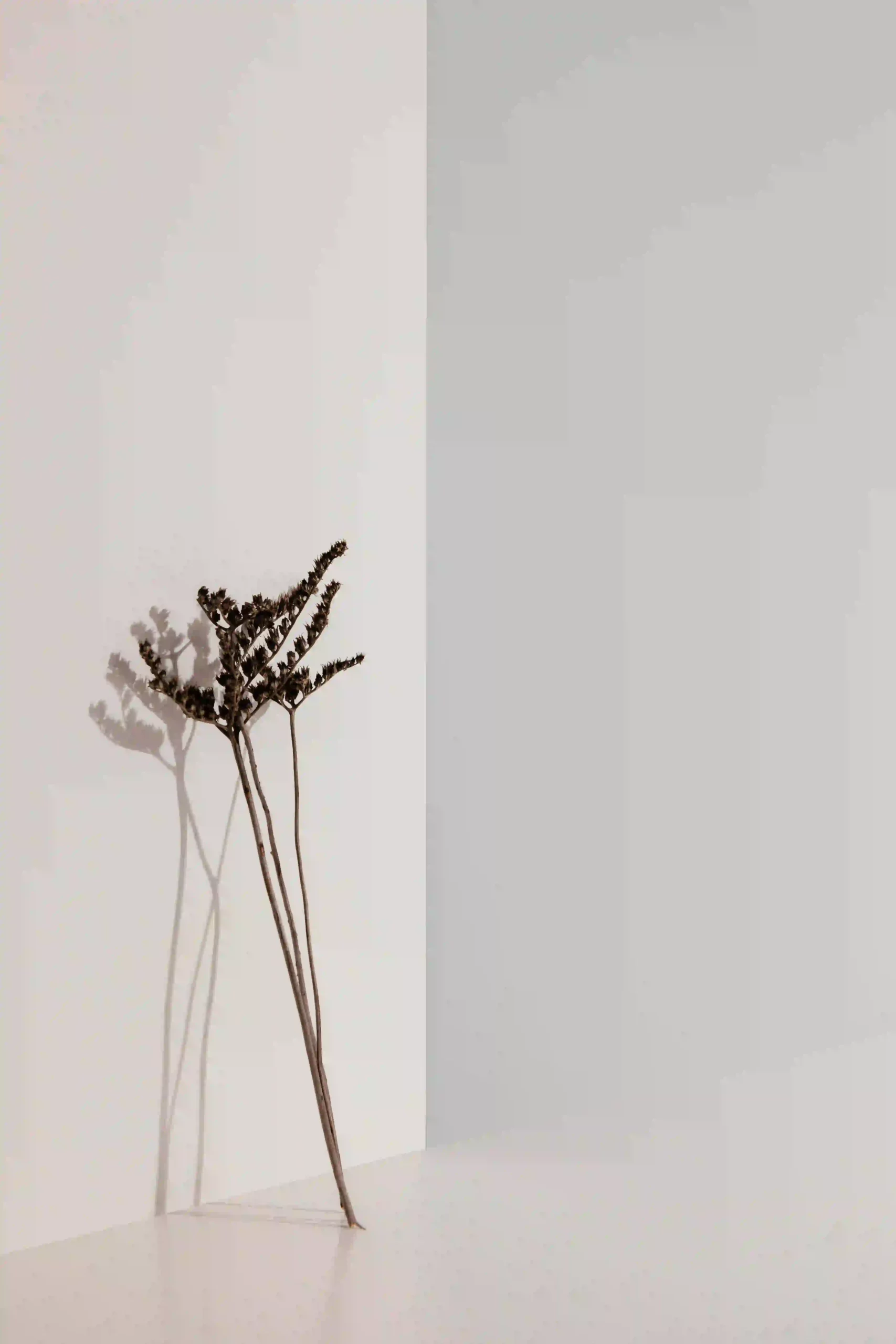 abstract minimal plant leaning wall copy space scaled