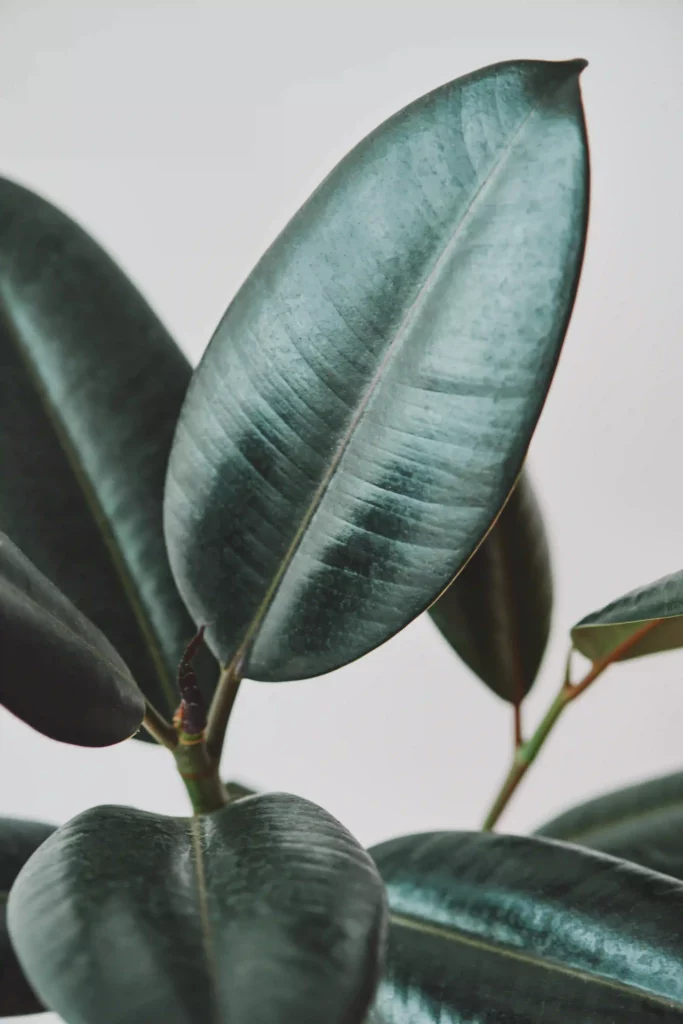rubber plant leaves gray background