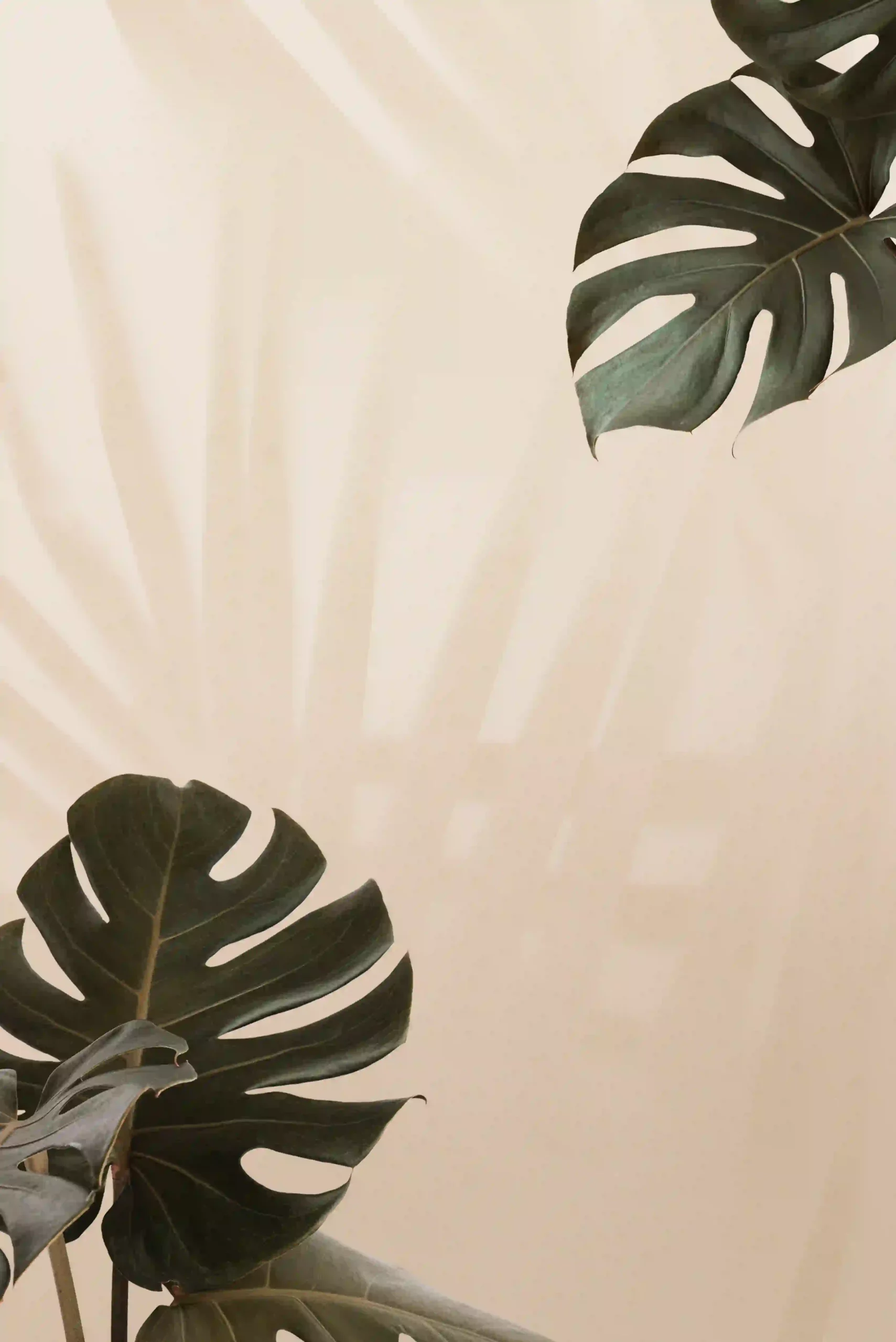 tropical monstera leaves with palm leaves shadow scaled